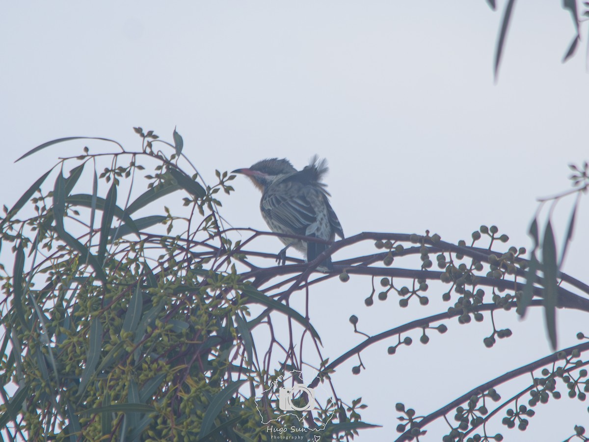 Spiny-cheeked Honeyeater - ML642095054