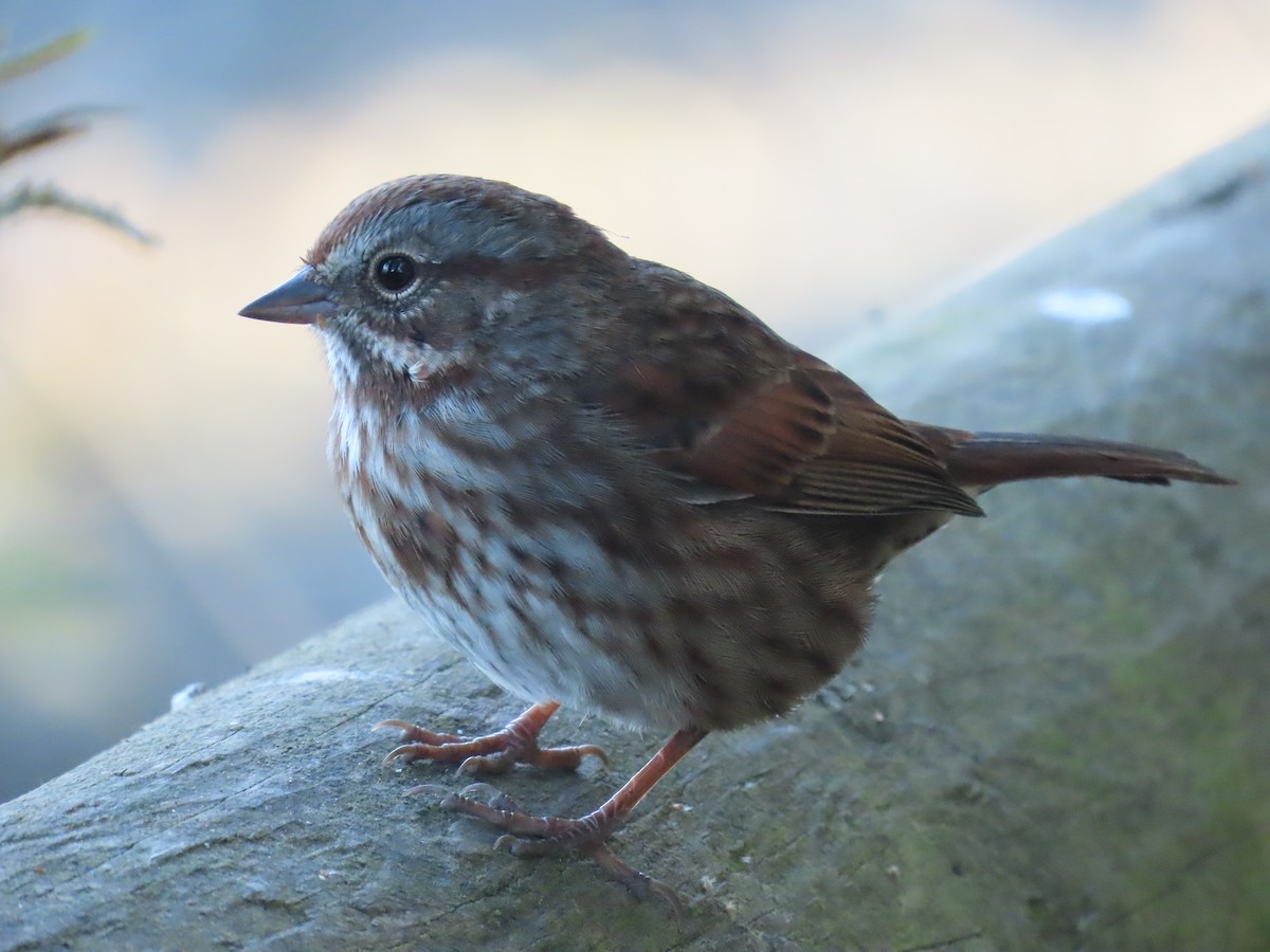 Song Sparrow - ML642095058