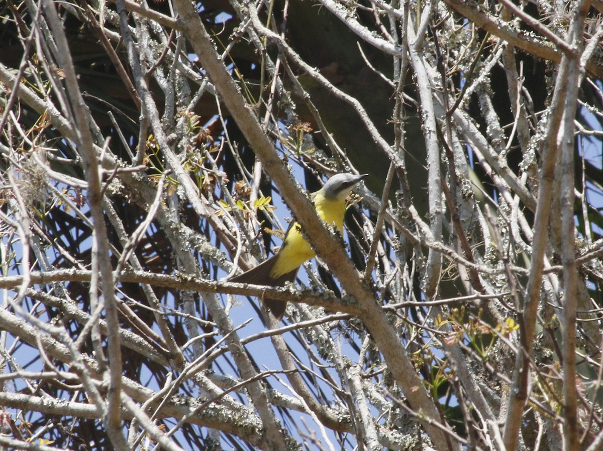 White-throated Kingbird - ML642095059