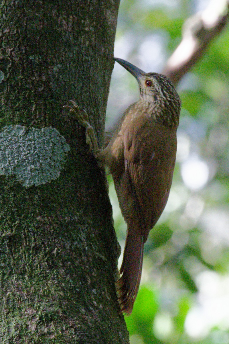 White-throated Woodcreeper - ML642095062