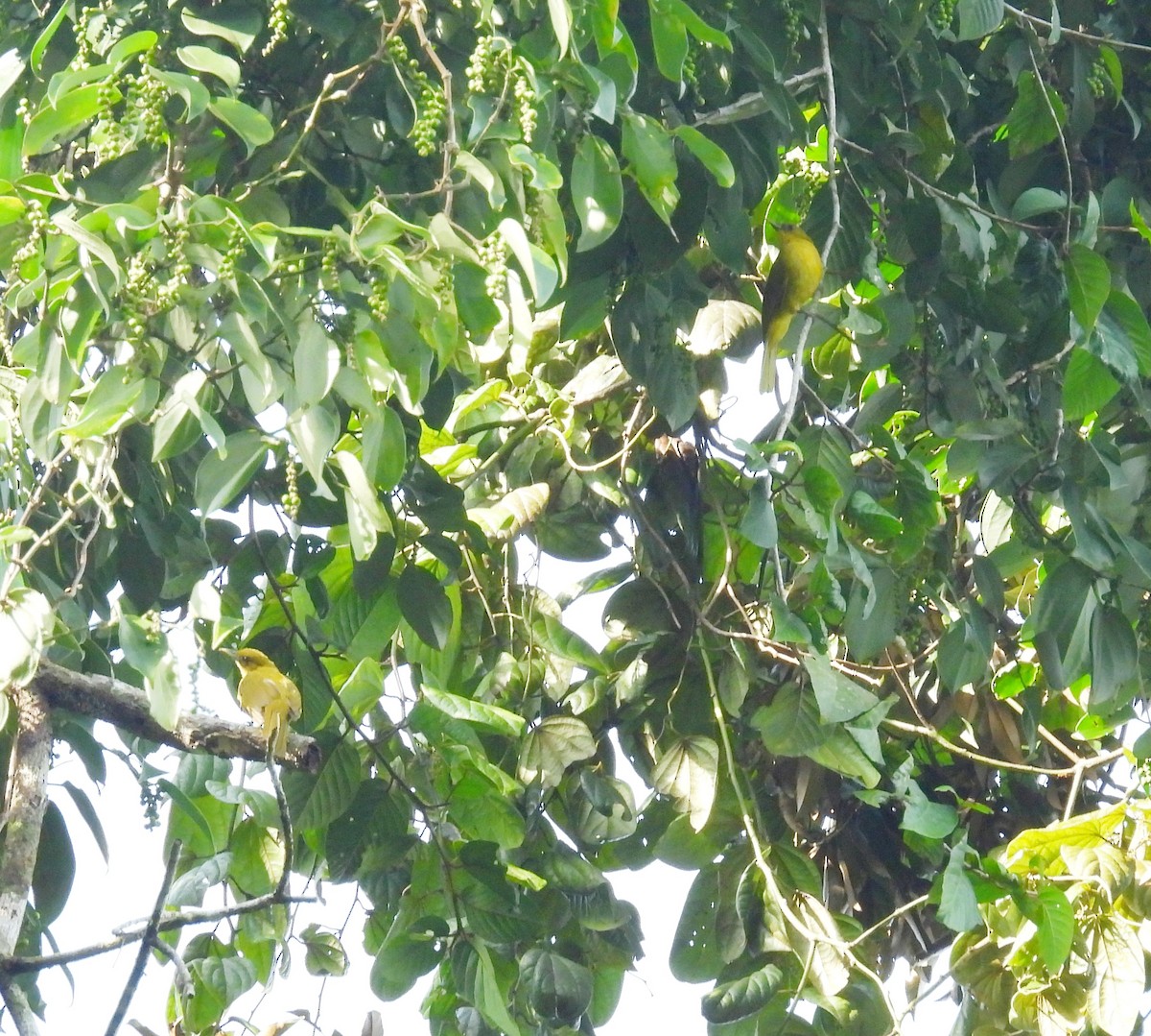 Bulbul d'Halmahera - ML642095064