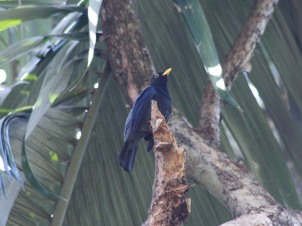 Yellow-legged Thrush - ML642095065