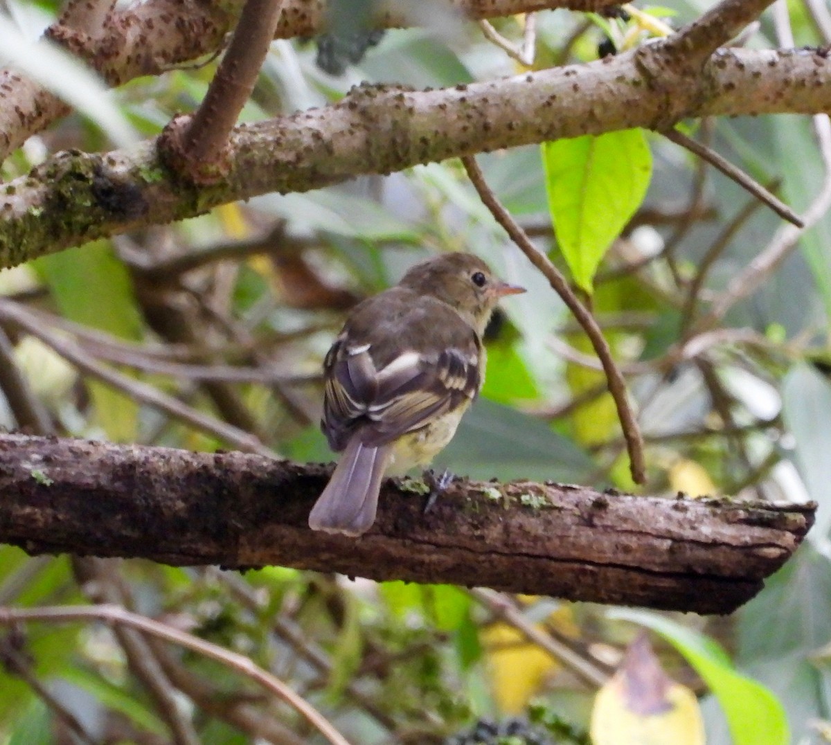 Mountain Elaenia - ML642095068