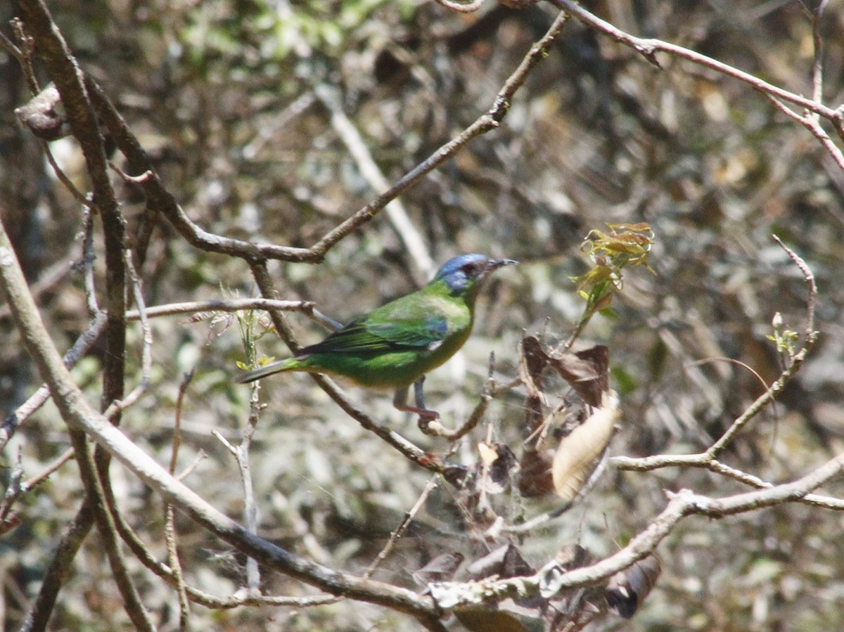 Blue Dacnis - ML642095089