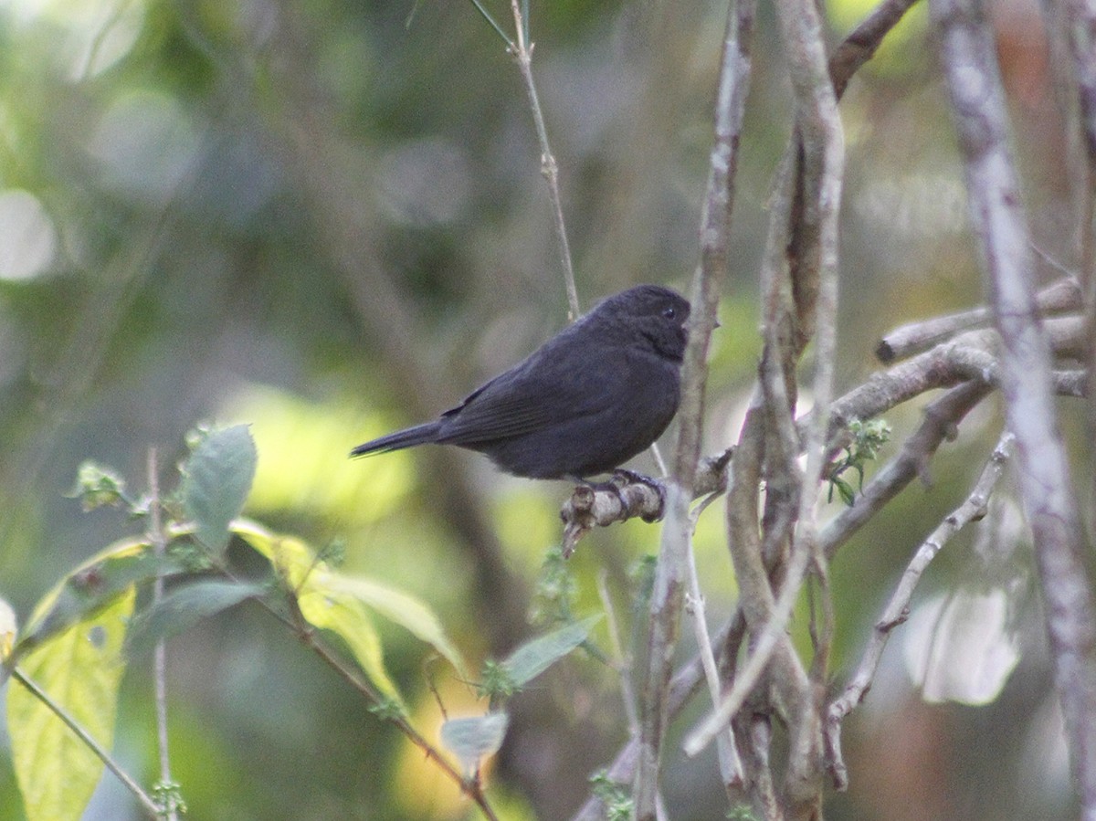 Sooty Grassquit - ML642095092