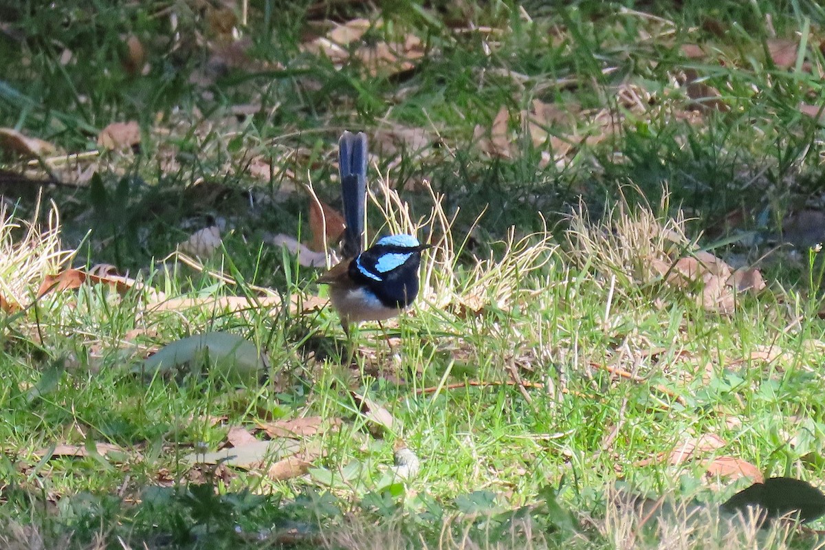Superb Fairywren - ML642095094