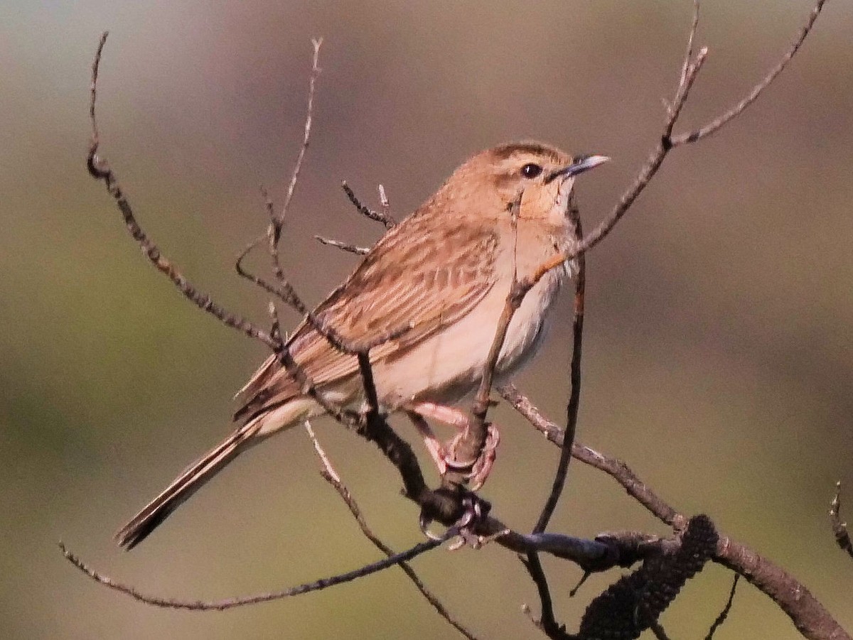 Rufous Songlark - ML642095131