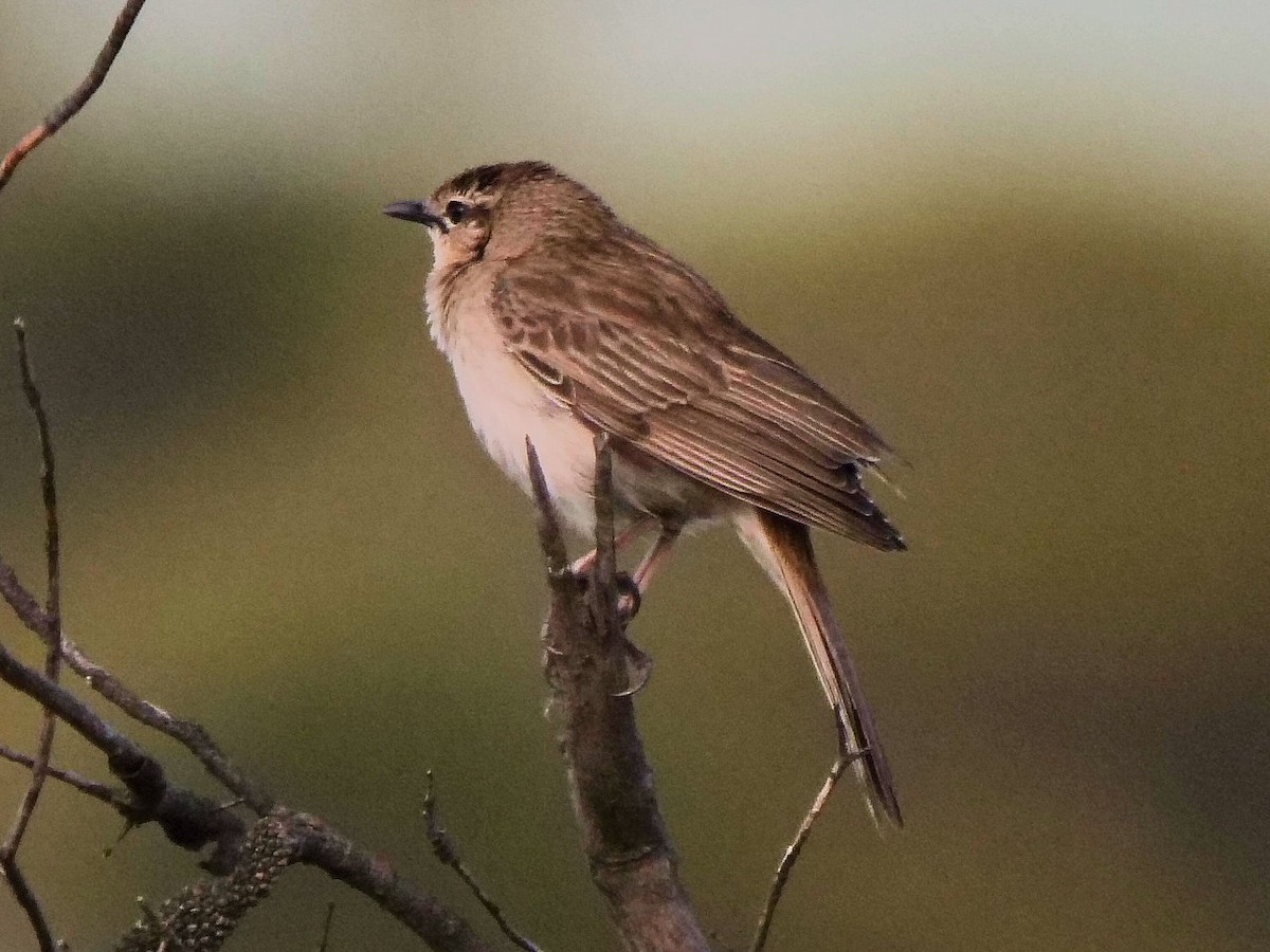 Rufous Songlark - ML642095132