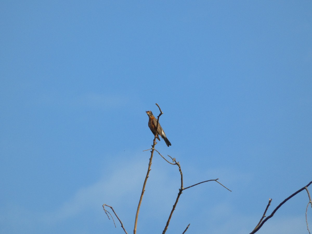 American Robin - ML642095134