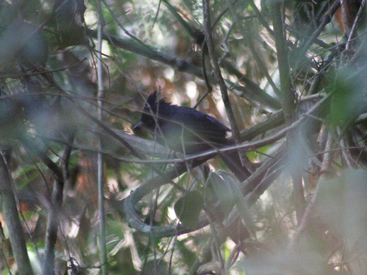 Tufted Antshrike - ML642095140