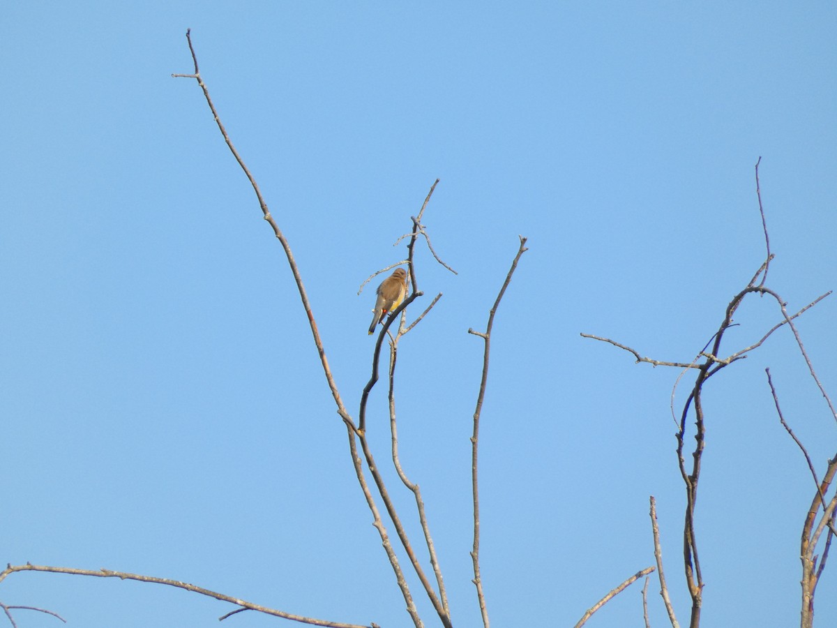Cedar Waxwing - ML642095150