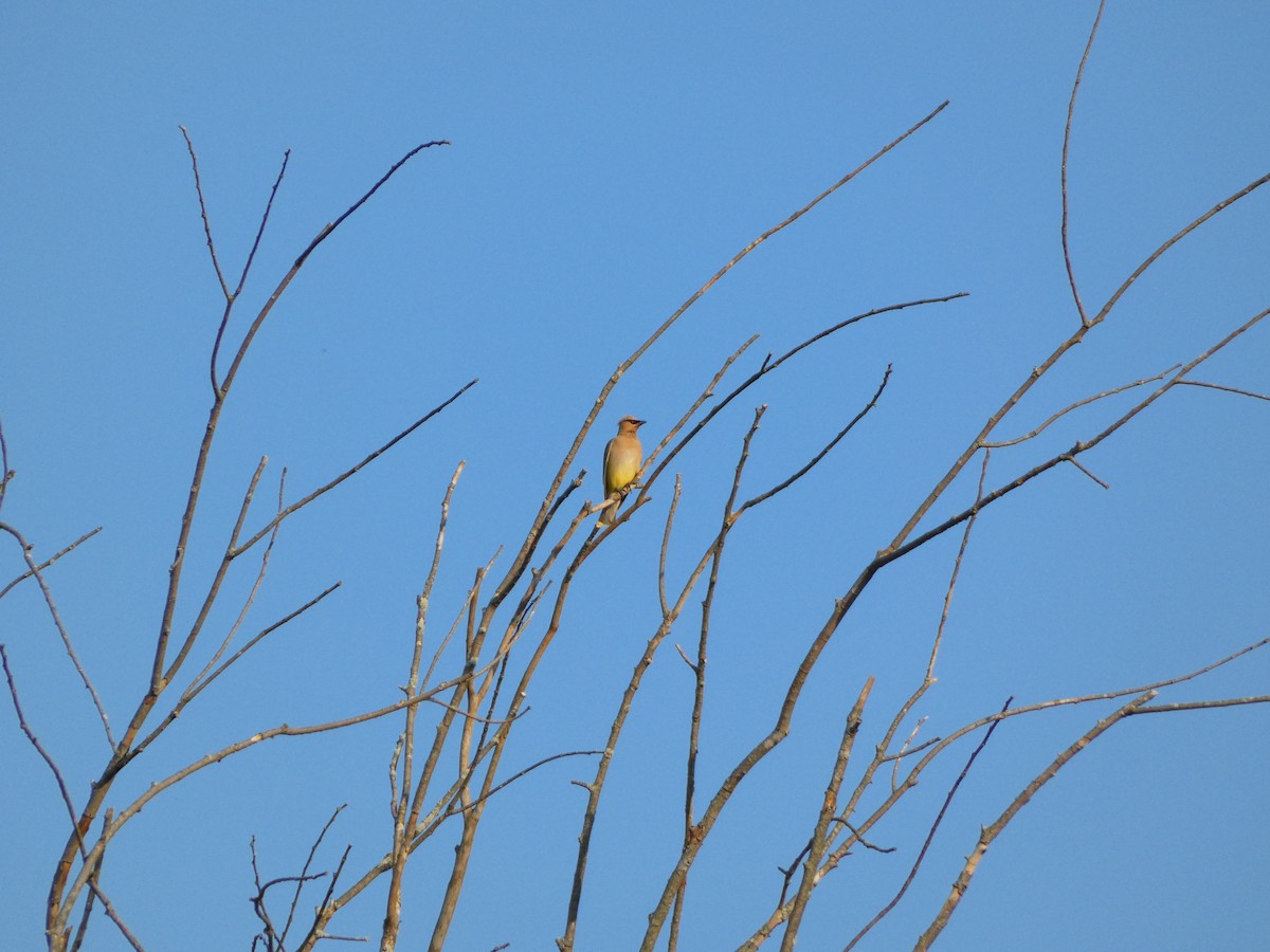 Cedar Waxwing - ML642095151