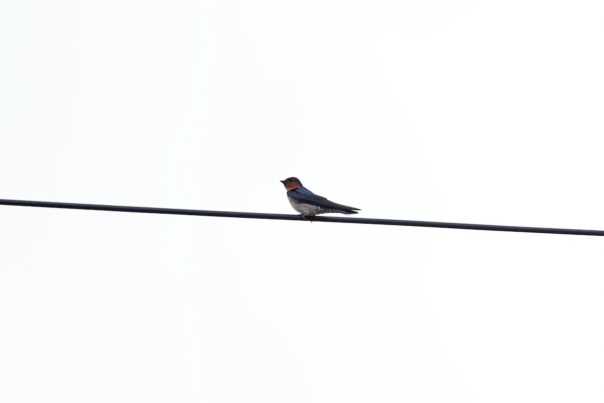 Pacific Swallow - ML642095153