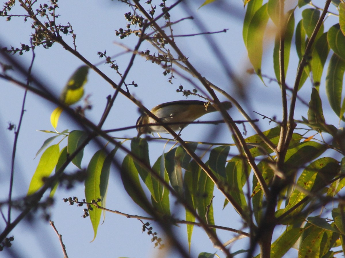 Chivi Vireo - ML642095154