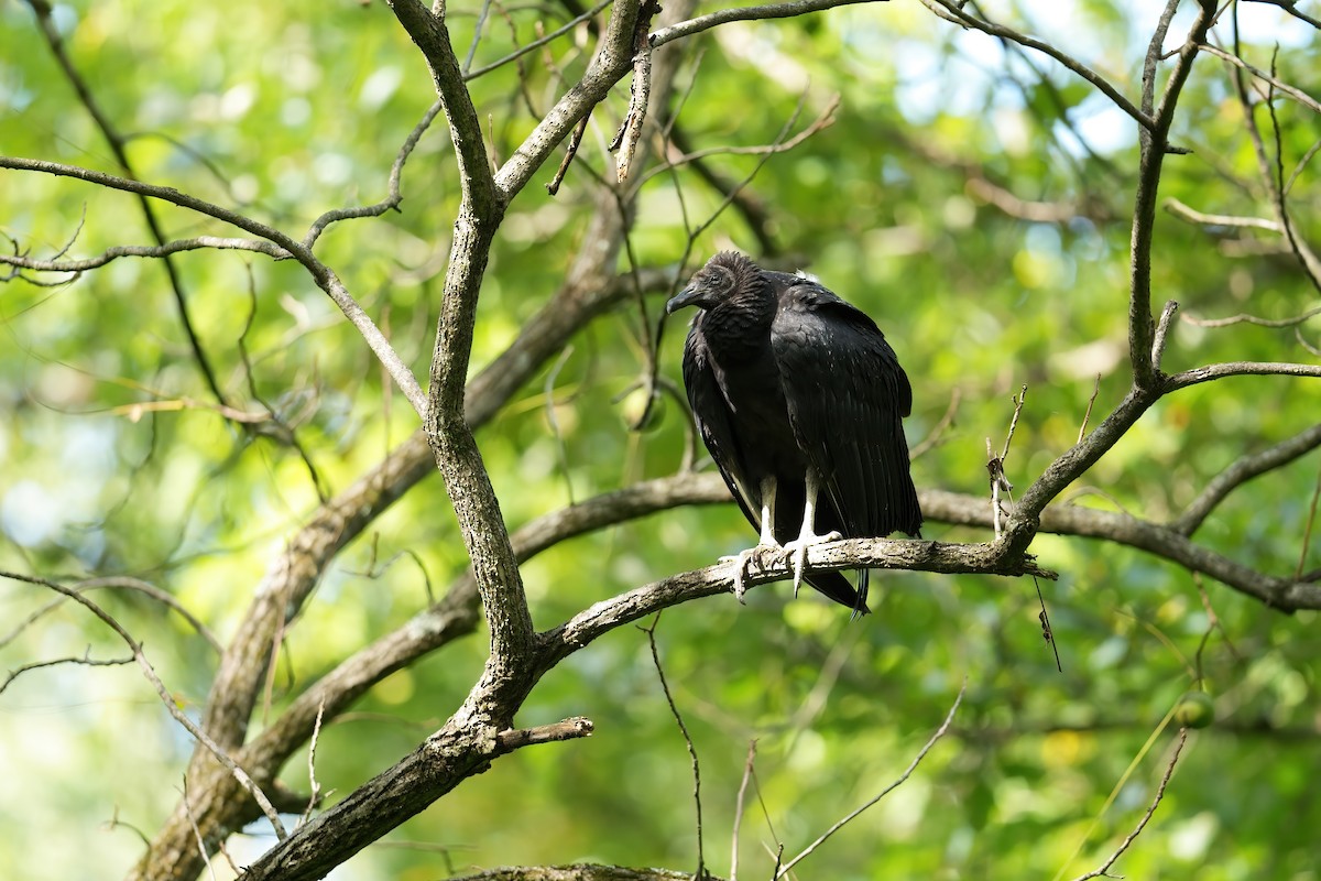 Urubu noir - ML642095157