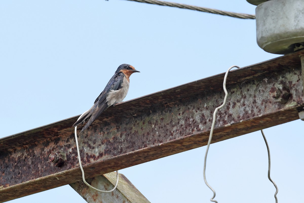 Pacific Swallow - ML642095159