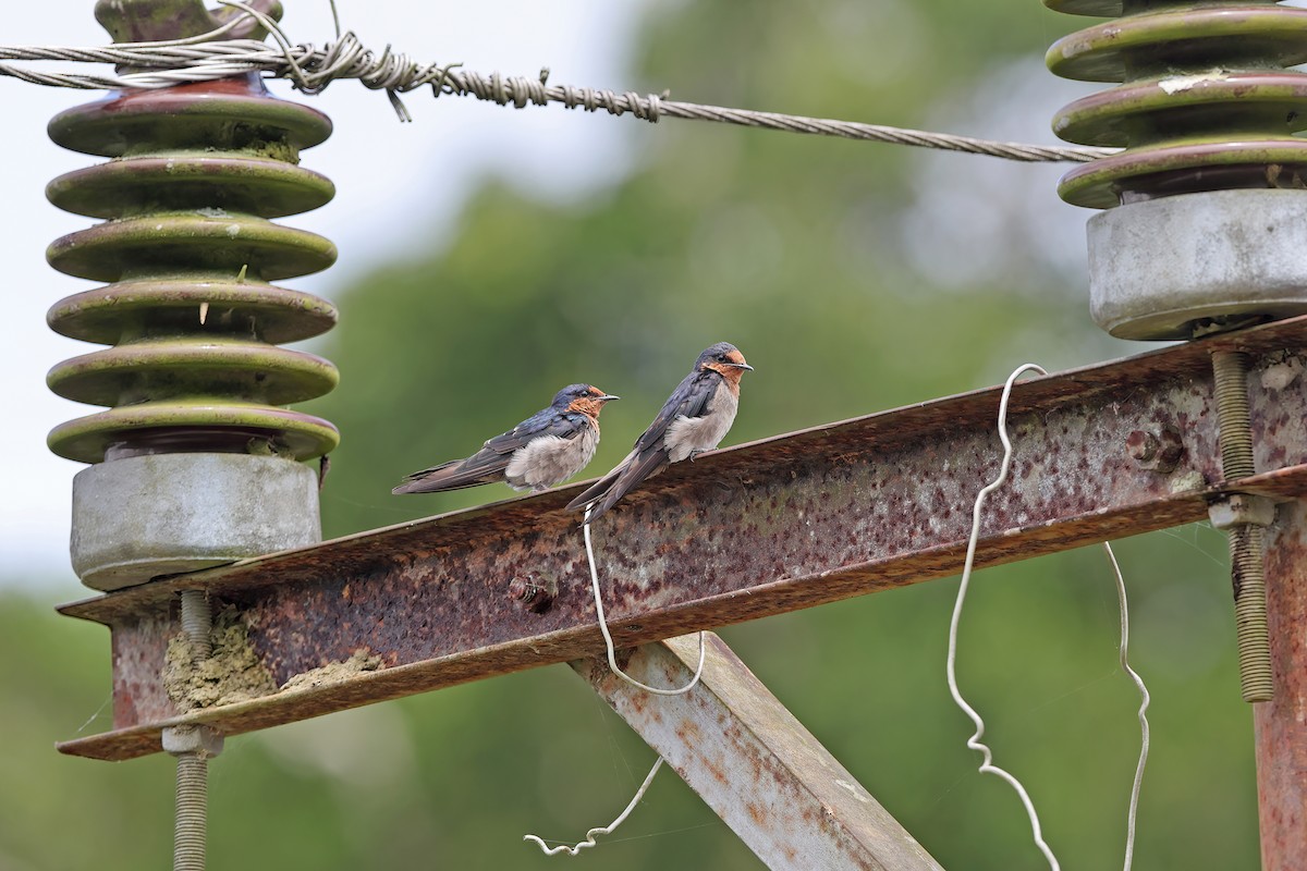 Pacific Swallow - ML642095160