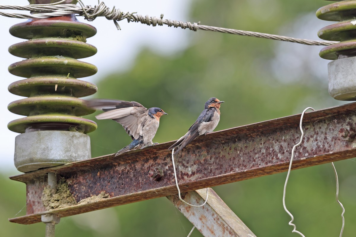 Pacific Swallow - ML642095161