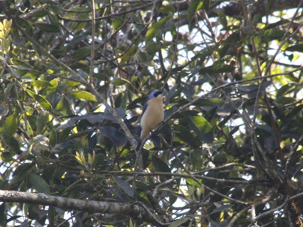 Fawn-breasted Tanager - ML642095162