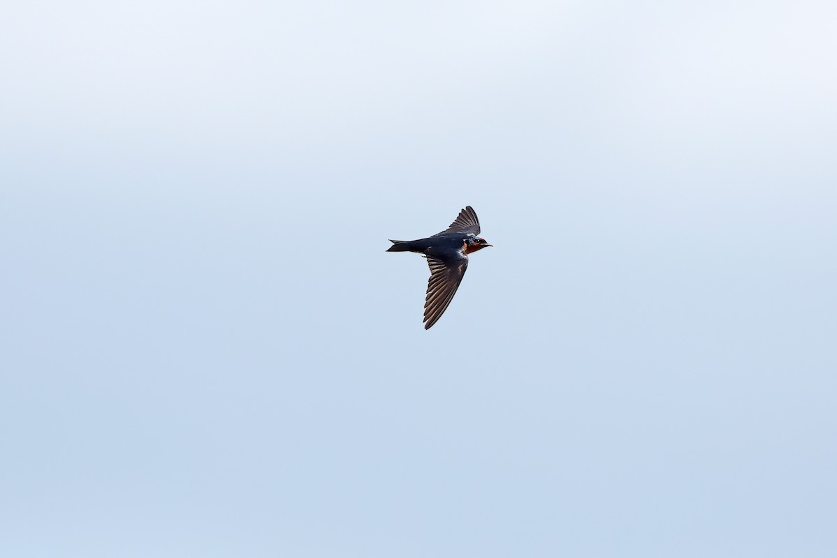 Pacific Swallow - ML642095163