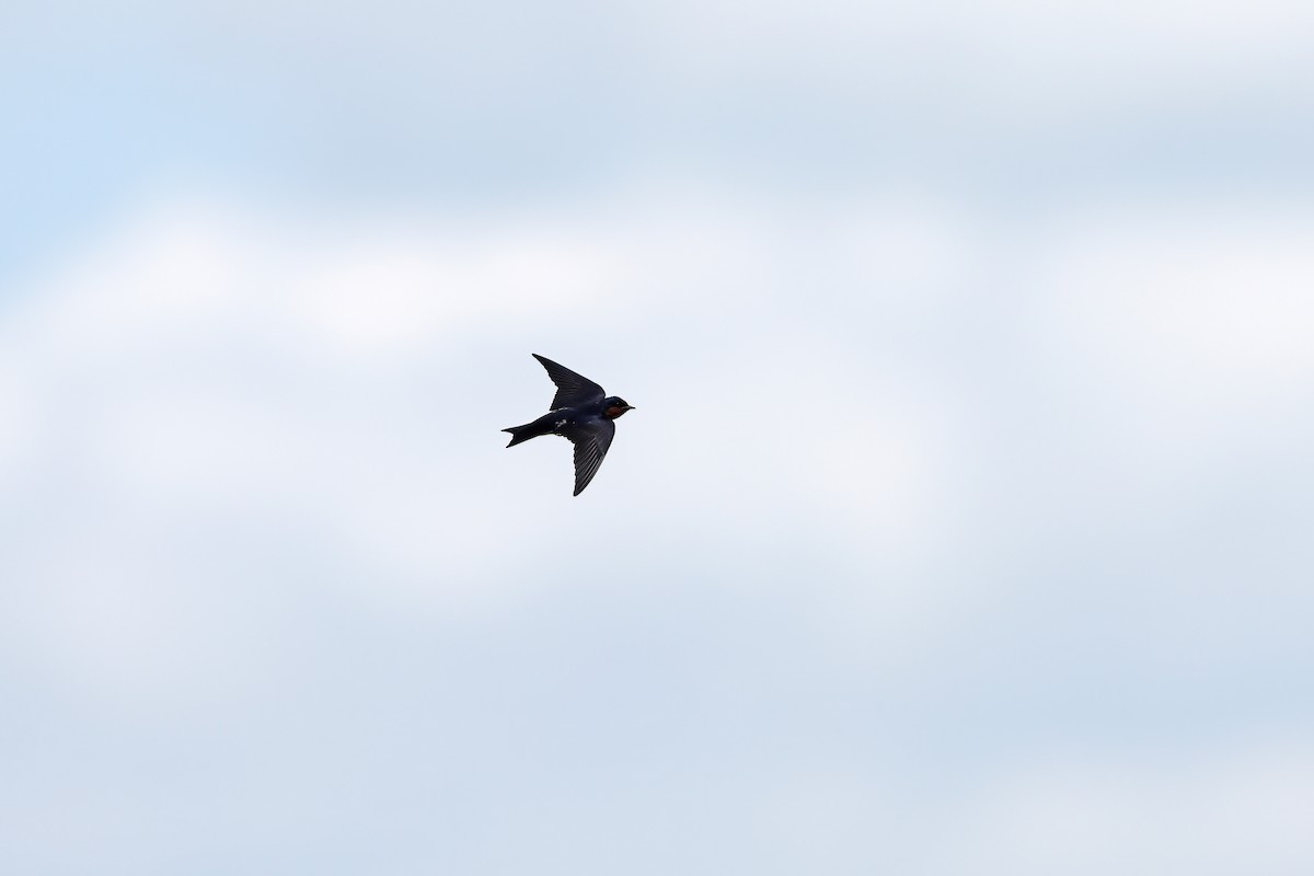 Pacific Swallow - ML642095164