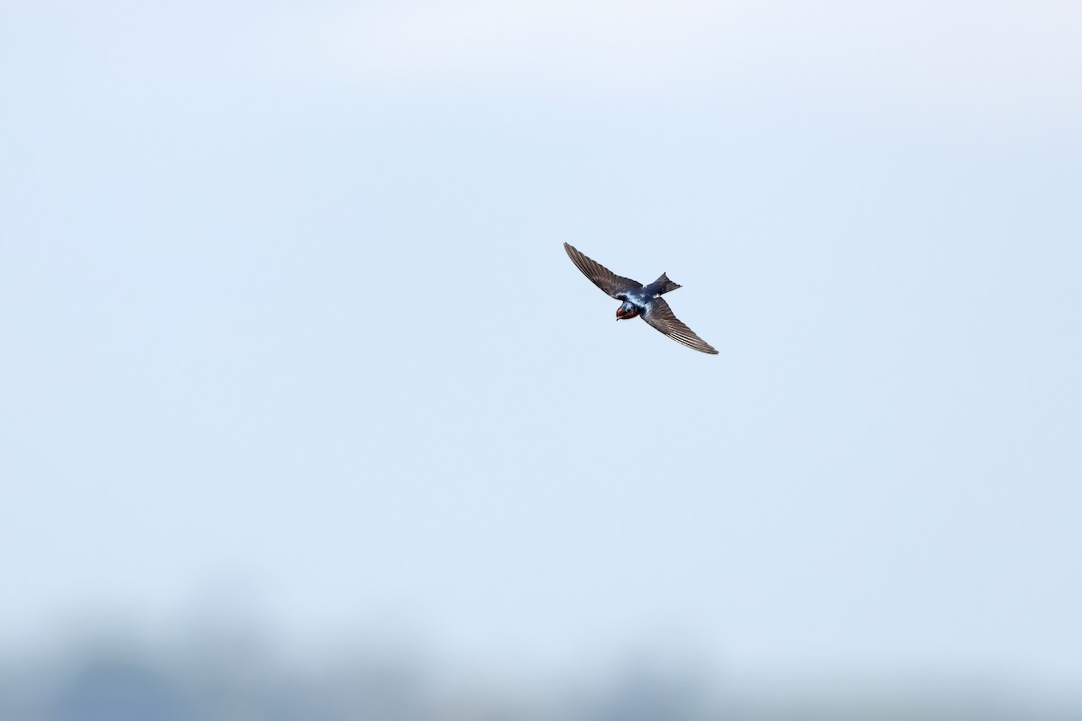 Pacific Swallow - ML642095165