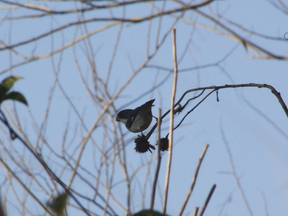 White-bellied Seedeater - ML642095166