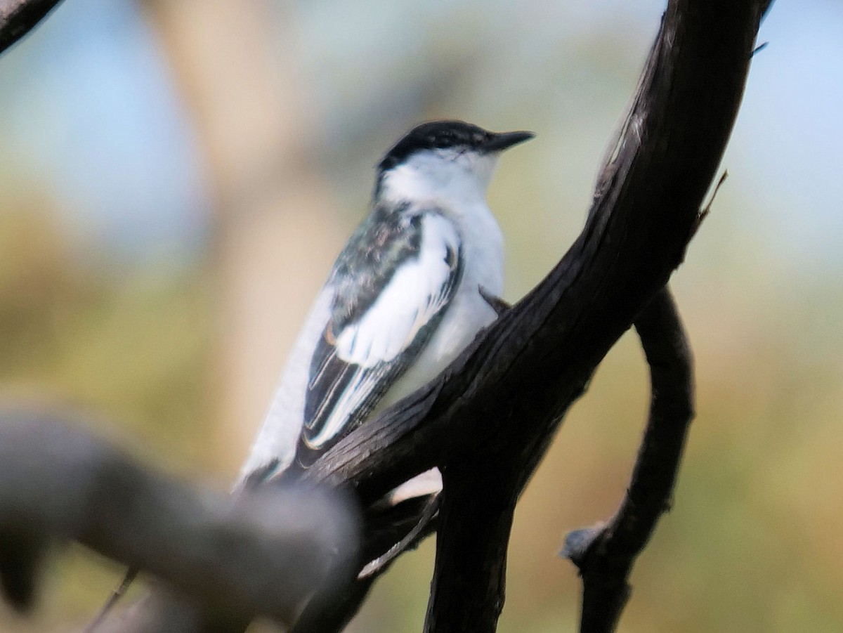 White-winged Triller - ML642095168