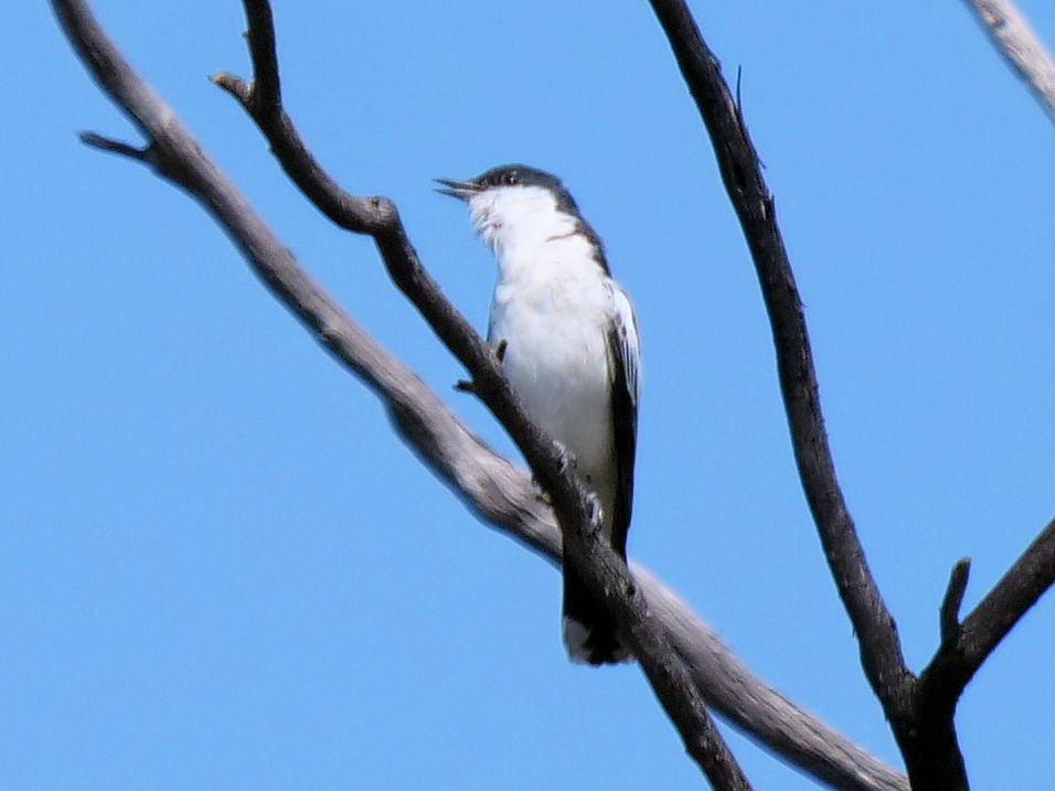 White-winged Triller - ML642095169