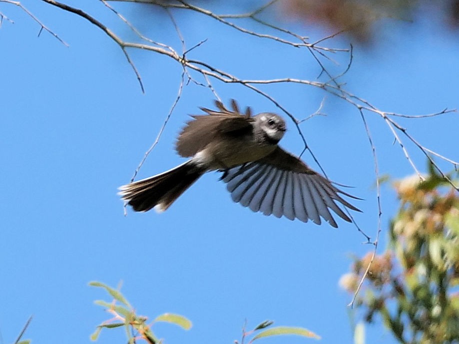 Gray Fantail - ML642095176