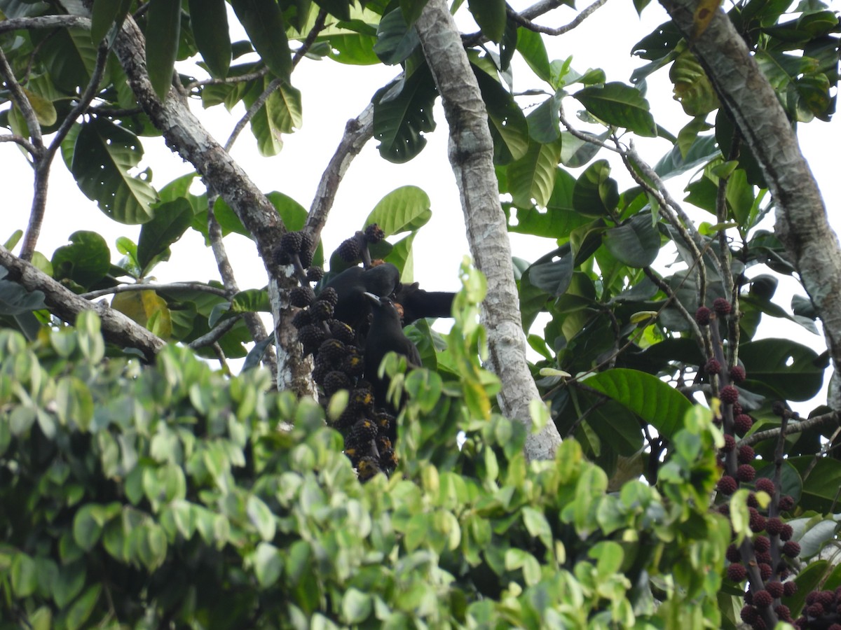 Halmahera Paradise-crow - ML642095179