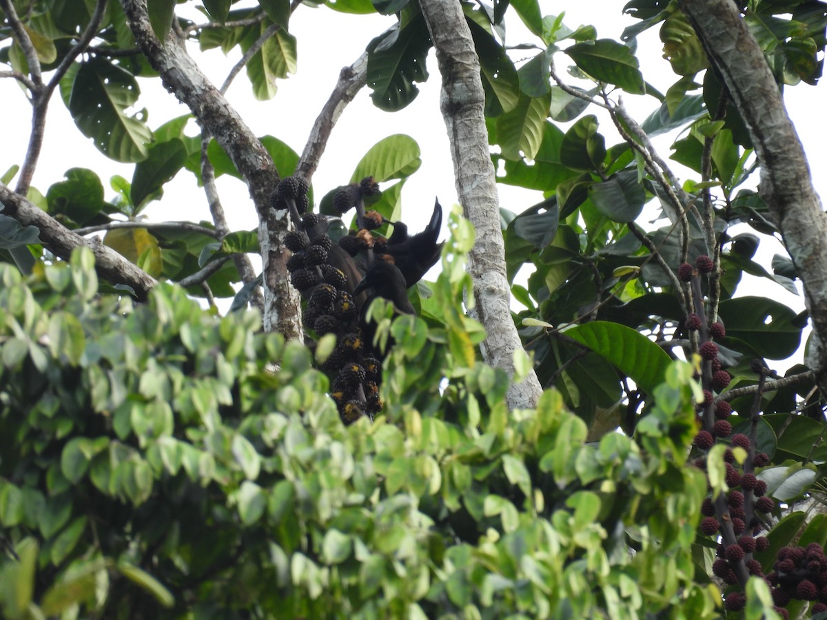 Halmahera Paradise-crow - ML642095180
