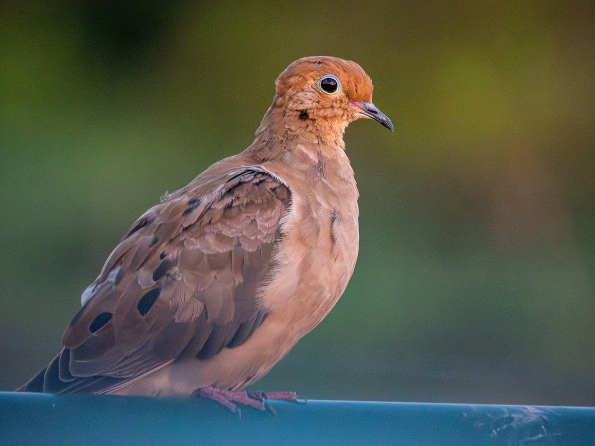 Mourning Dove - ML642095182