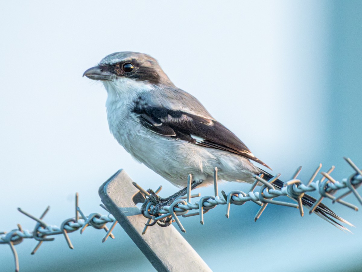 Loggerhead Shrike - ML642095183