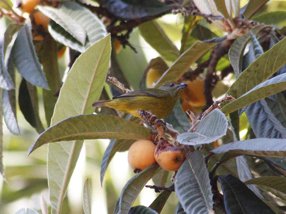 Violaceous Euphonia - ML642095184