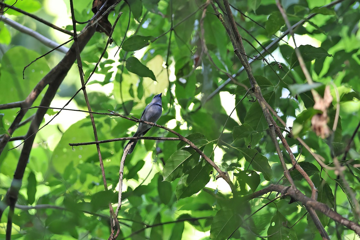Pale-blue Monarch - ML642095185