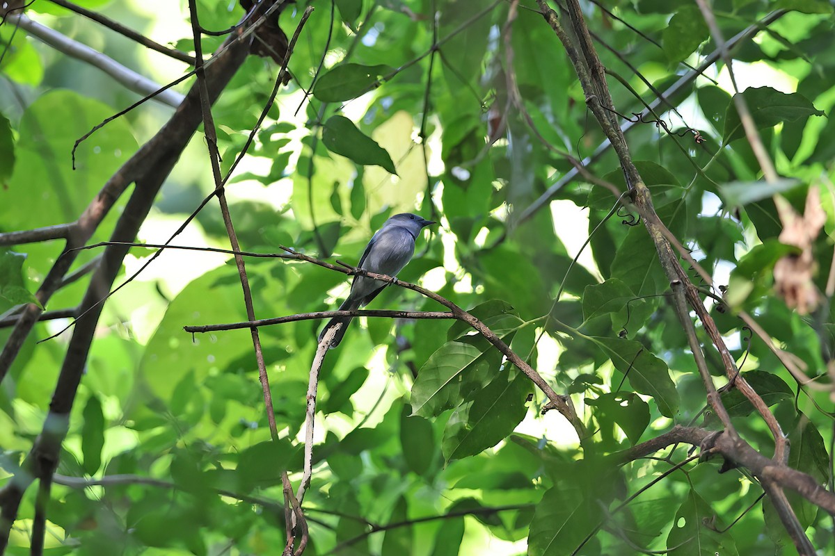 Pale-blue Monarch - ML642095186