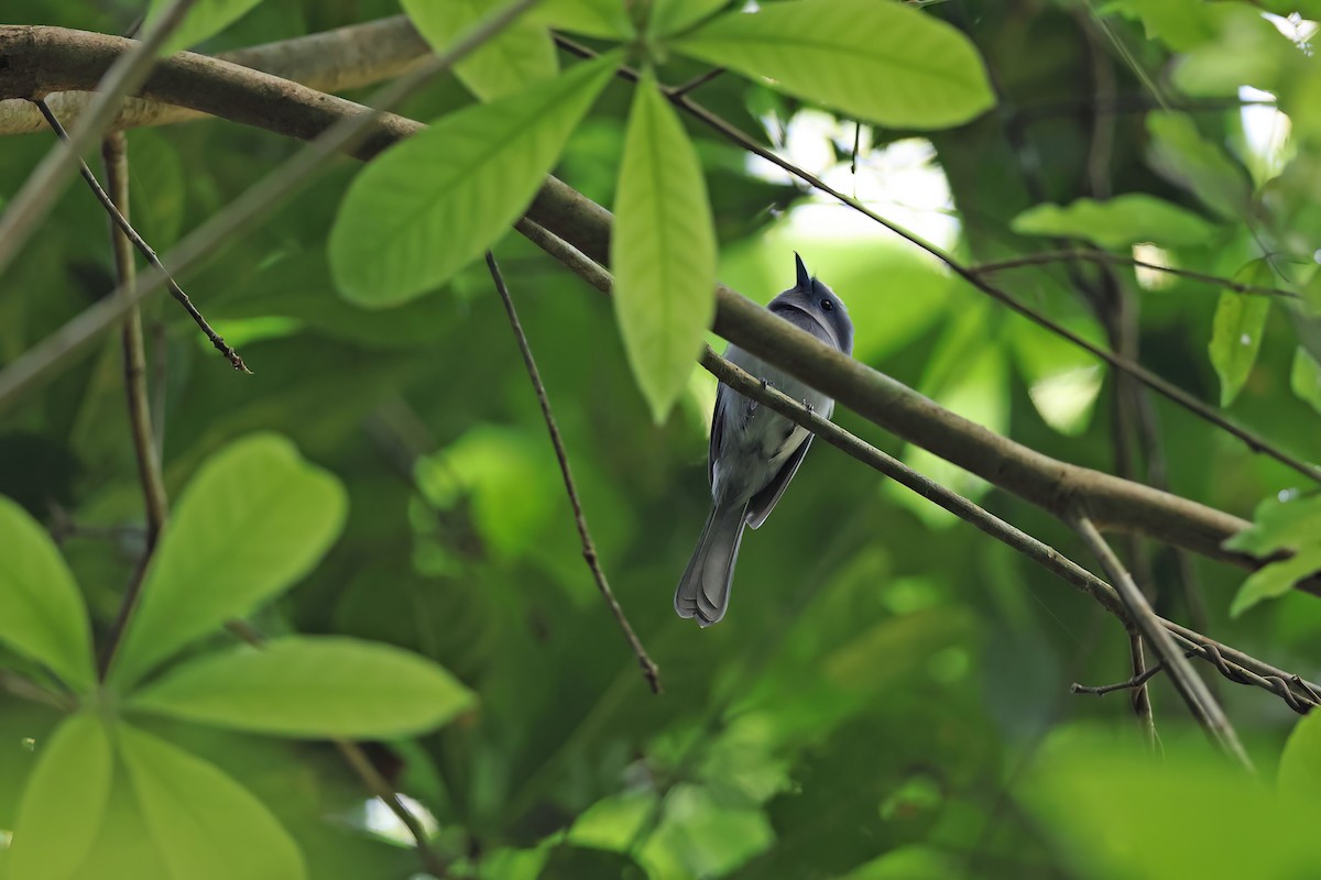 Pale-blue Monarch - ML642095187
