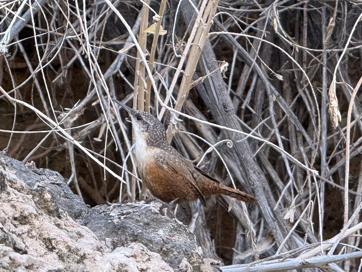 Canyon Wren - ML642095188