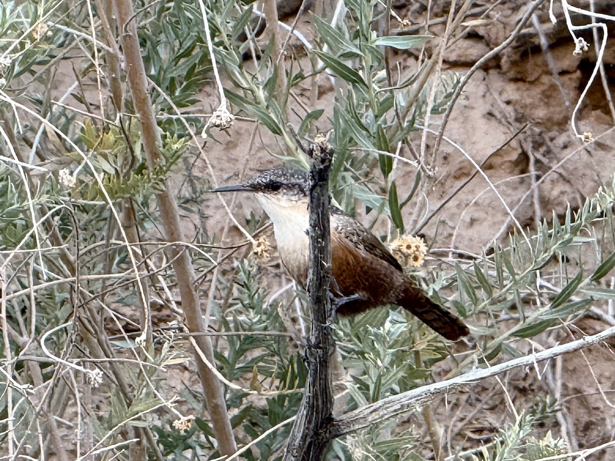 Canyon Wren - ML642095189