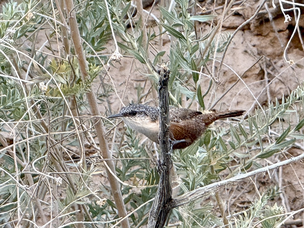 Canyon Wren - ML642095190