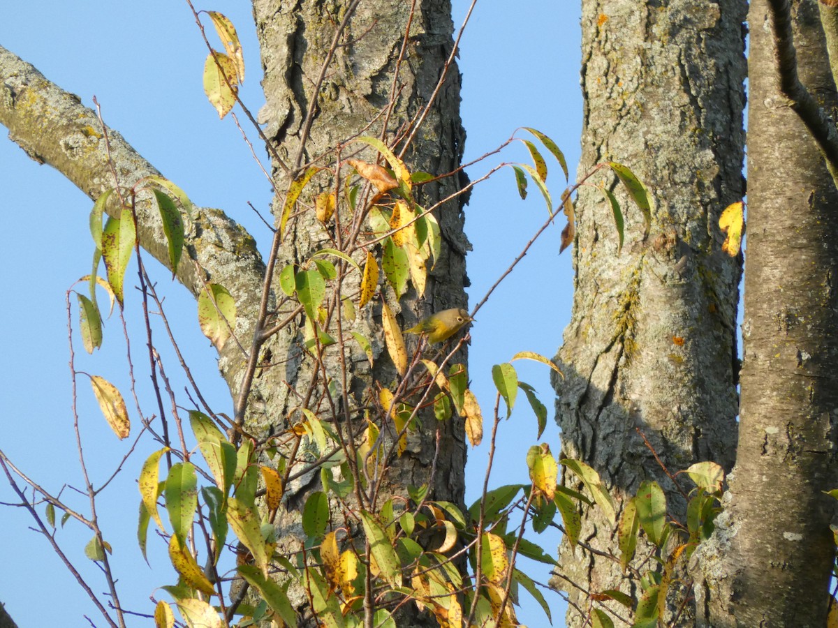 Nashville Warbler - ML642095192