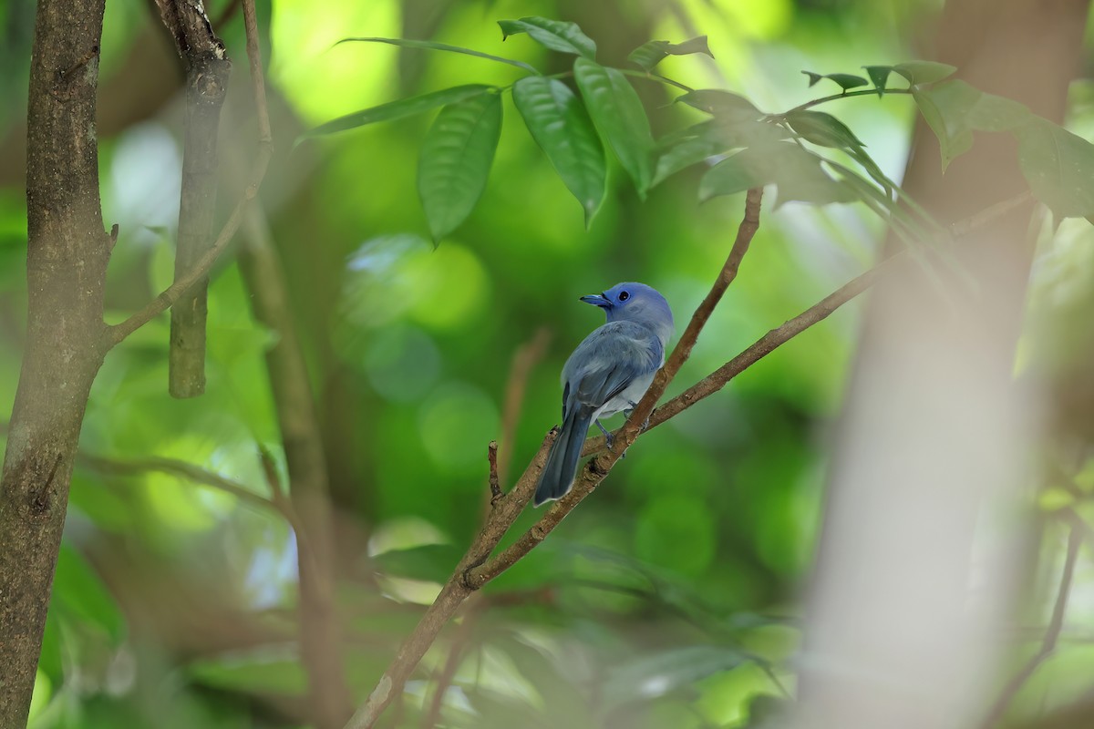 Pale-blue Monarch - ML642095193