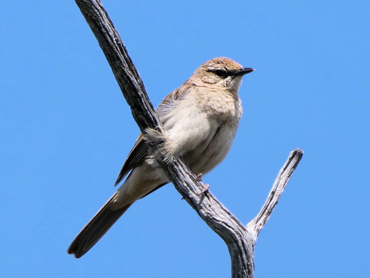 Rufous Songlark - ML642095195