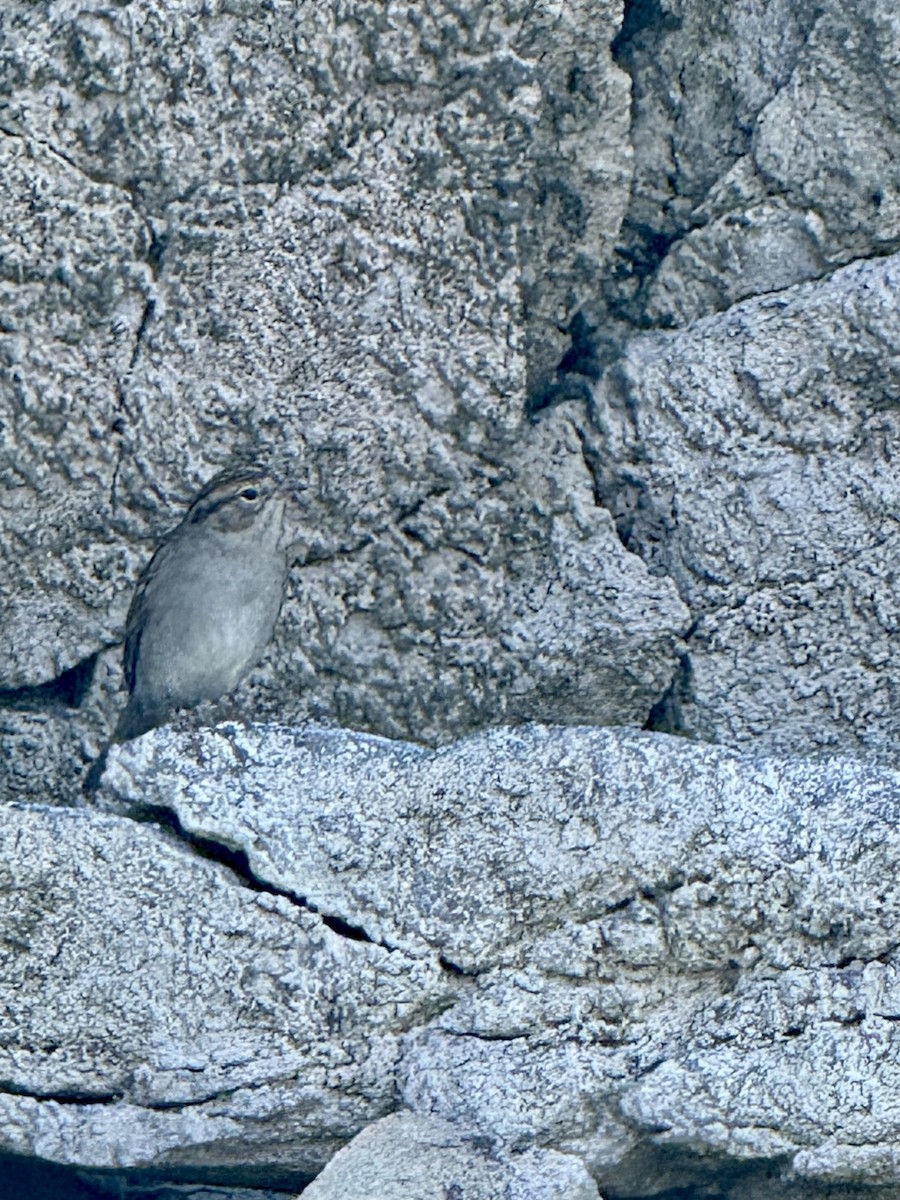 Brewer's Sparrow - ML642095199