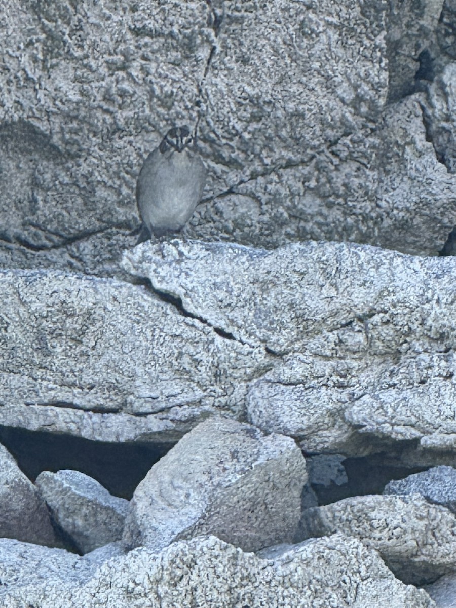 Brewer's Sparrow - ML642095200