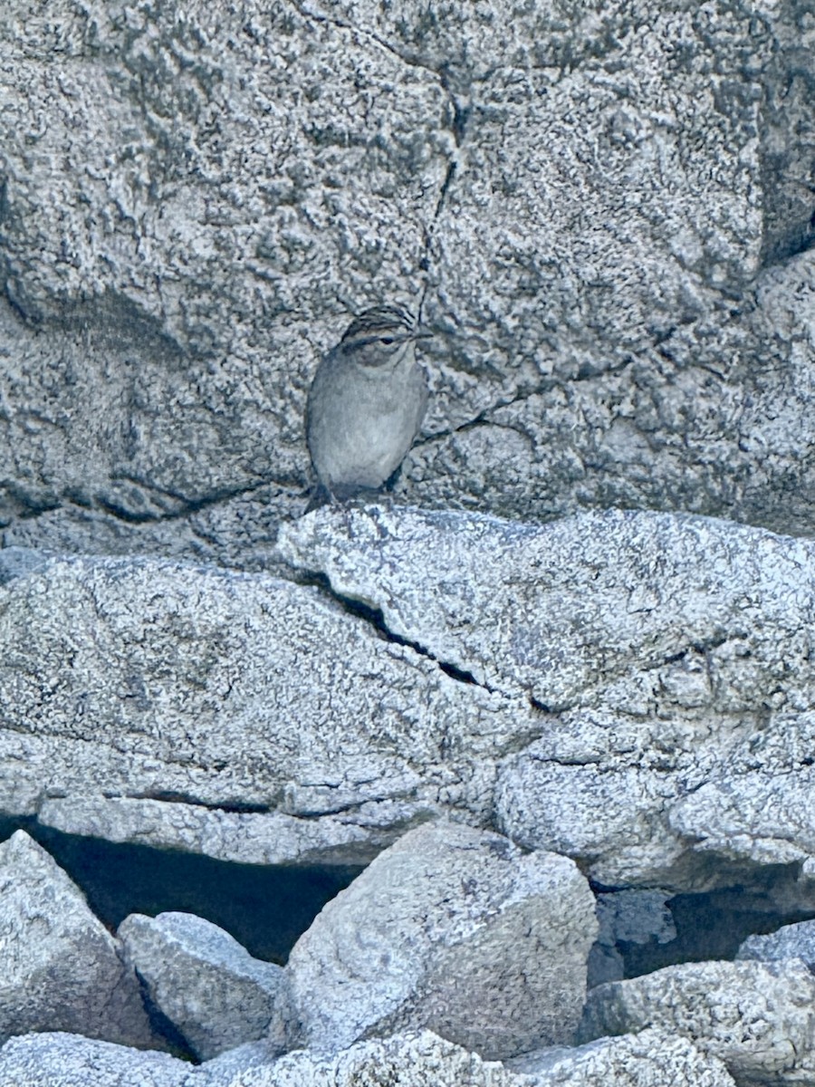 Brewer's Sparrow - ML642095201