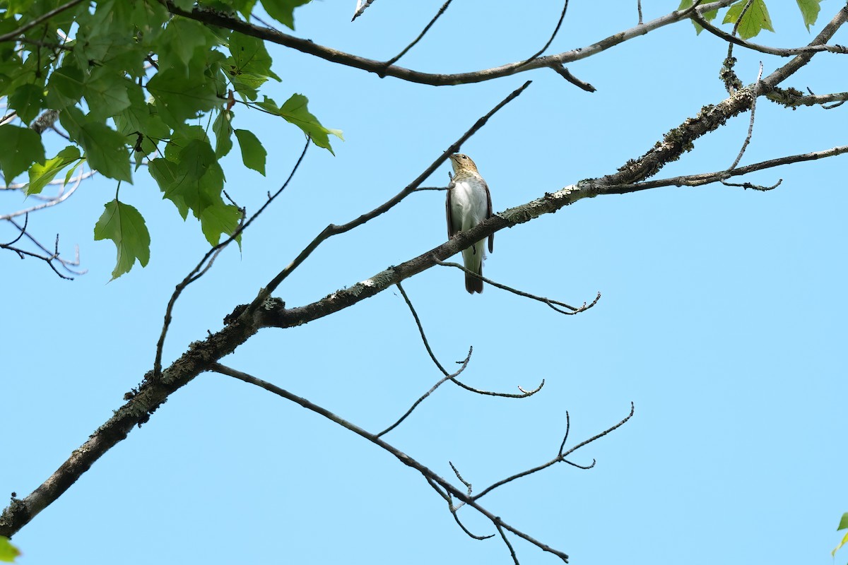 Veery - ML642095204