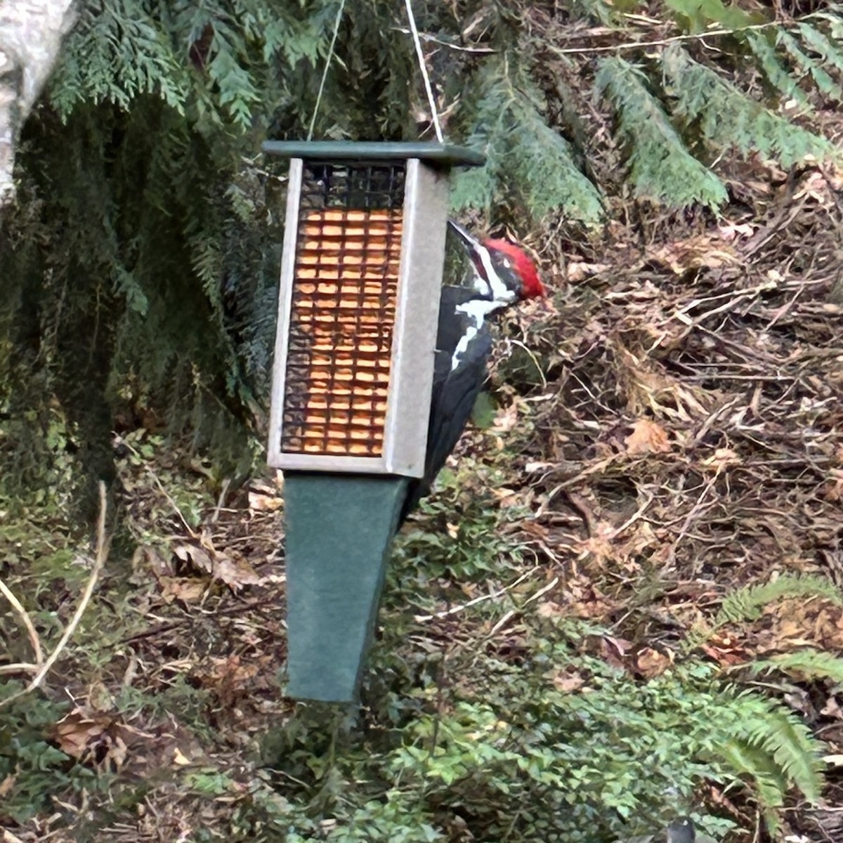 Pileated Woodpecker - ML642095212