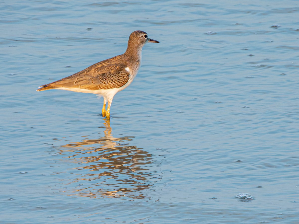 Spotted Sandpiper - ML642095213